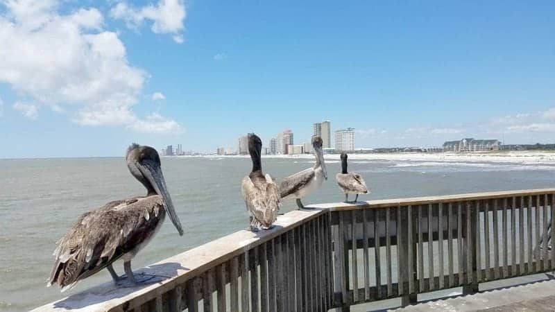 Pelicans sitting on Gulf State Park pier with the water in the background