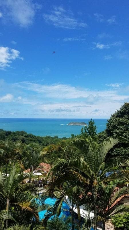 Looking over palm trees to the ocean