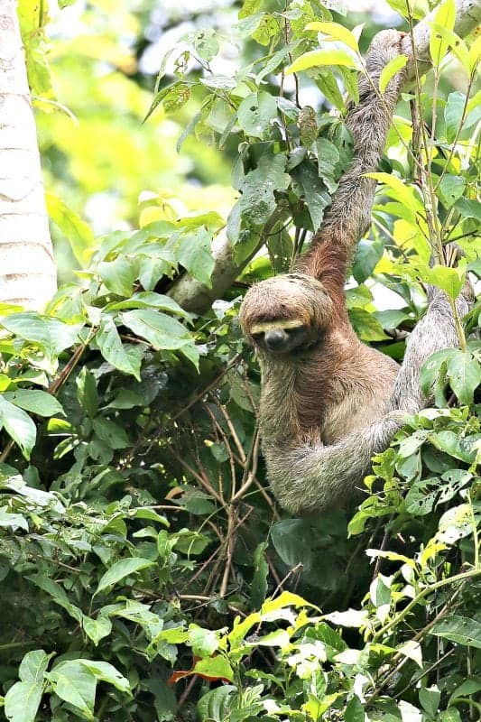 Sloth hanging from a tree with branches all over the place