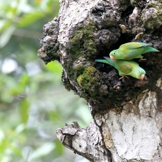 Parakeets in Costa Rica