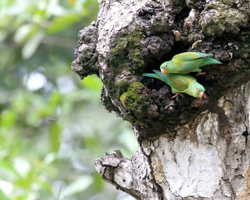 Parakeets in Costa Rica