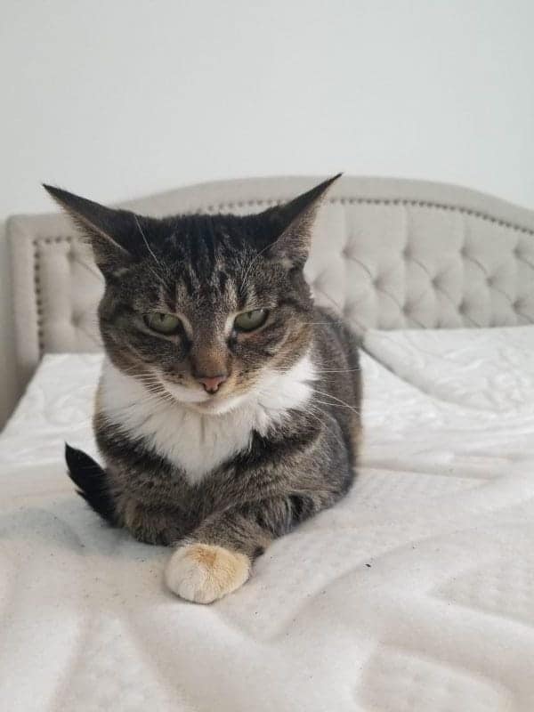 Kitty Kitty sitting on the bed