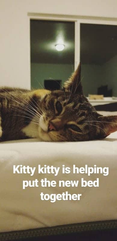 Kitty Kitty sleeping on mattress