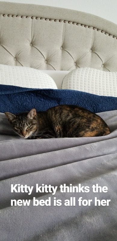 Kitty Kitty sleeping on the bed