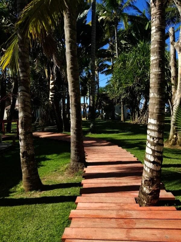 wooden boardwalk through palm trees