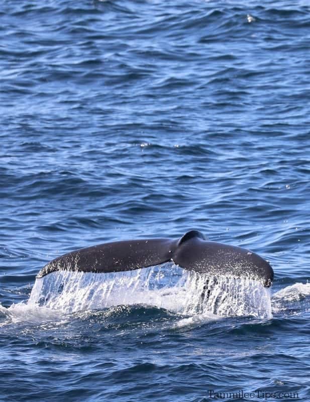 Humpback whale tail out of the water with water falling off of it