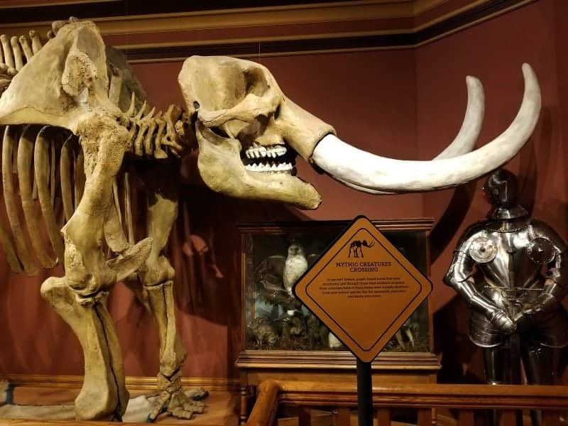 mammoth skull and bones in the museum