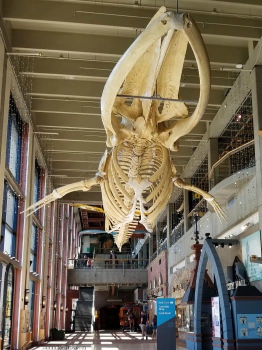 Large whale skeleton hanging from the ceiling of the Grand Rapids Public Museum