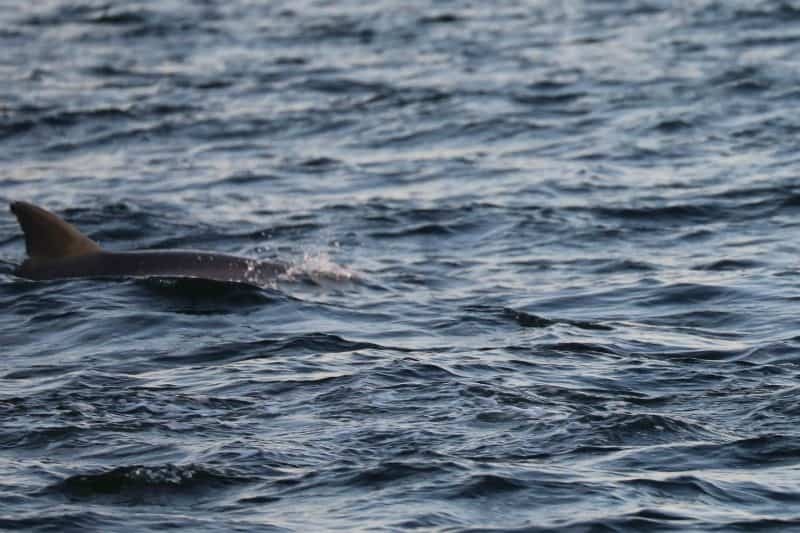 dolphin dorsal fin coming out of the water