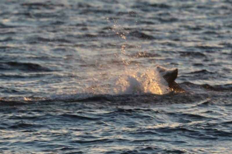 Dolphin tail splashing in the water