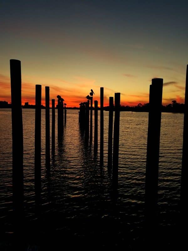 Wooden pier with pelicans on them 