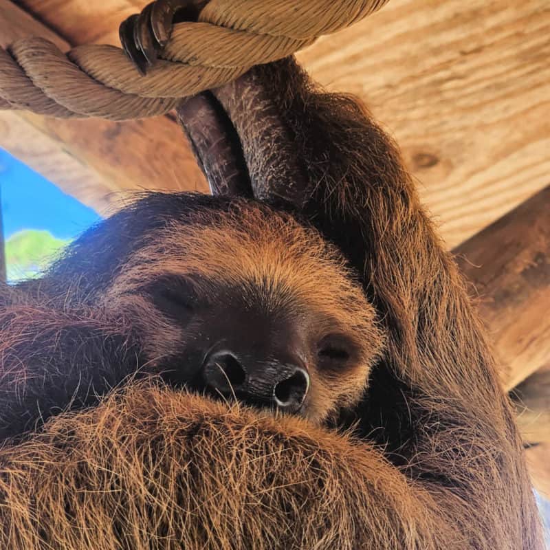 Sloth sleeping holding onto a rope