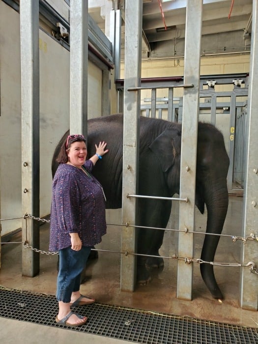 Tammilee petting an elephant 