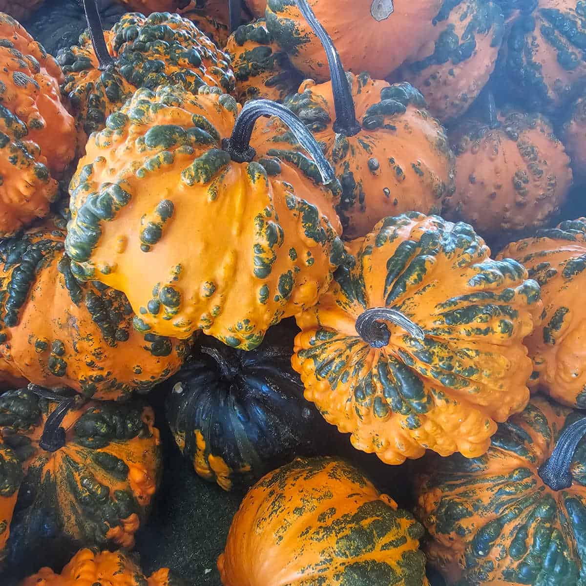 bumpy pumpkins stacked on top of each other