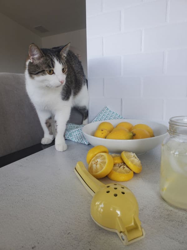 cute cat looking at a bowl of lemons and a lemon squeezer