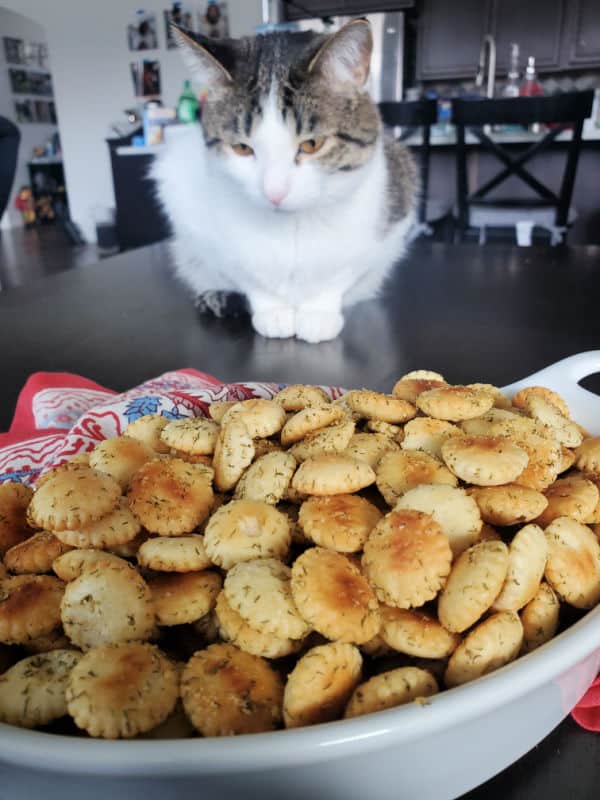 cute cat looking at a white bowl filled with dill oyster crackers