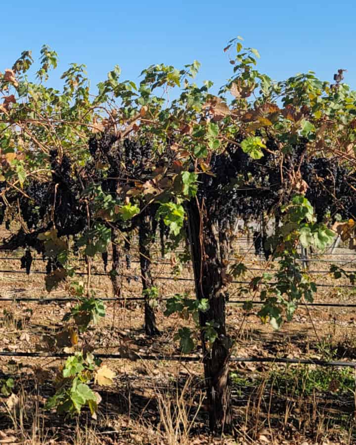 Grape vines on the Madera Wine Trail