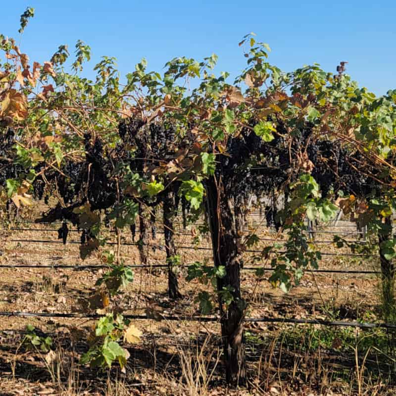 Grape vines on the Madera Wine Trail