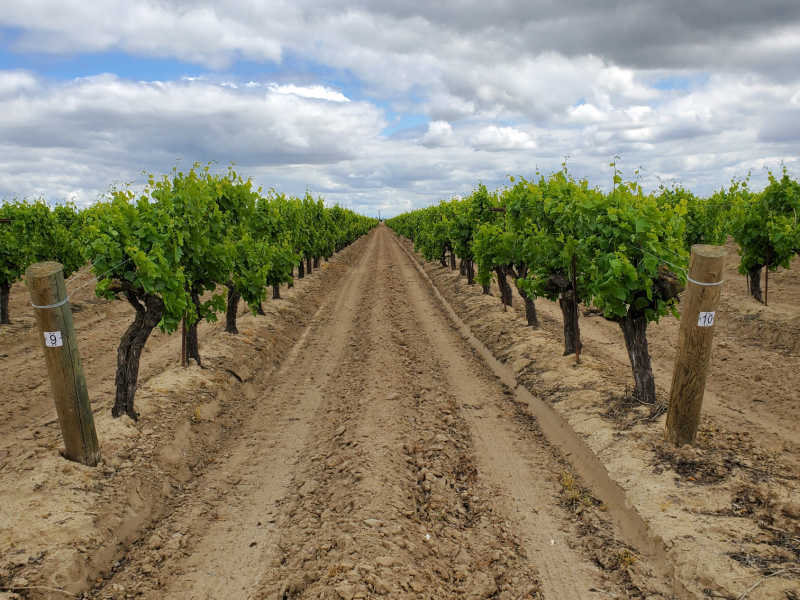Grape vines planted in rows with dirt between them at Ficklin Vineyards