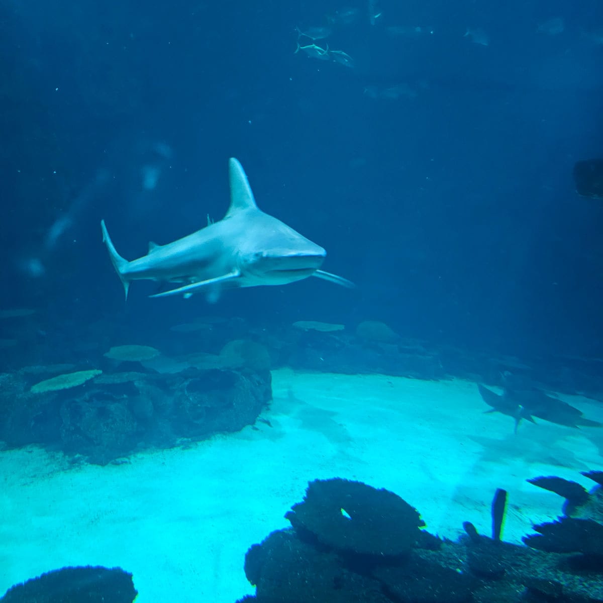 Shark in an aquarium with other fish and coral