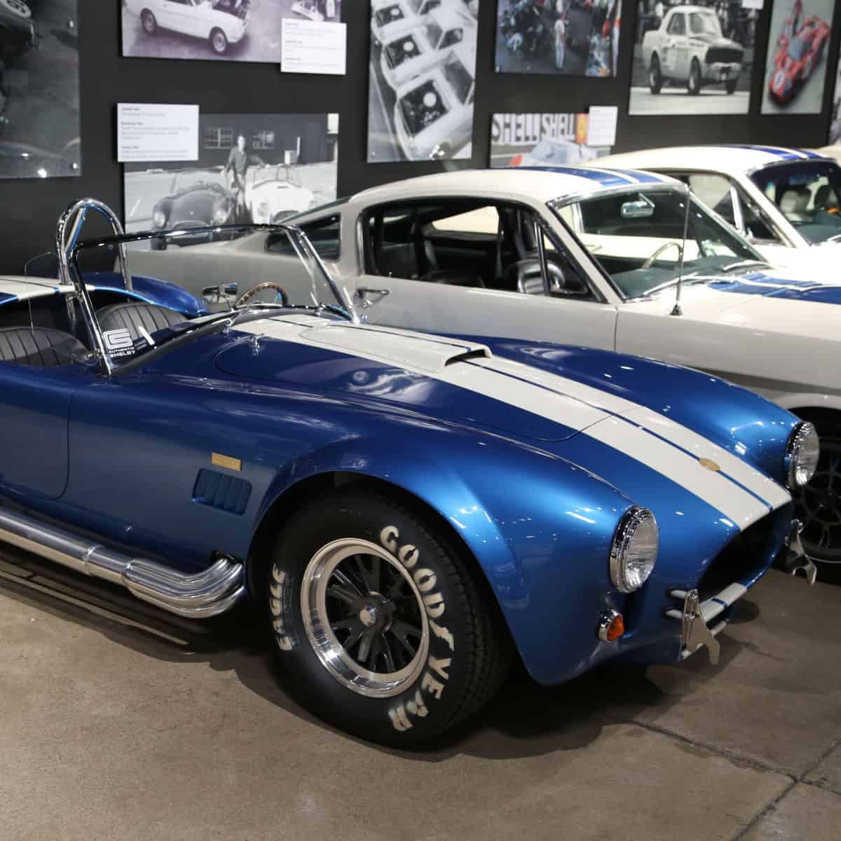 Blue and white striped Shelby next to additional cars with photos on the wall at the Shelby Museum