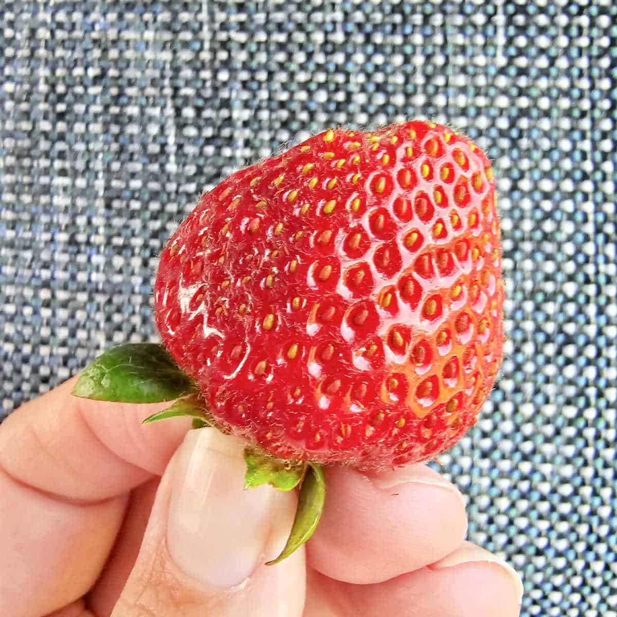 Hand holding a strawberry