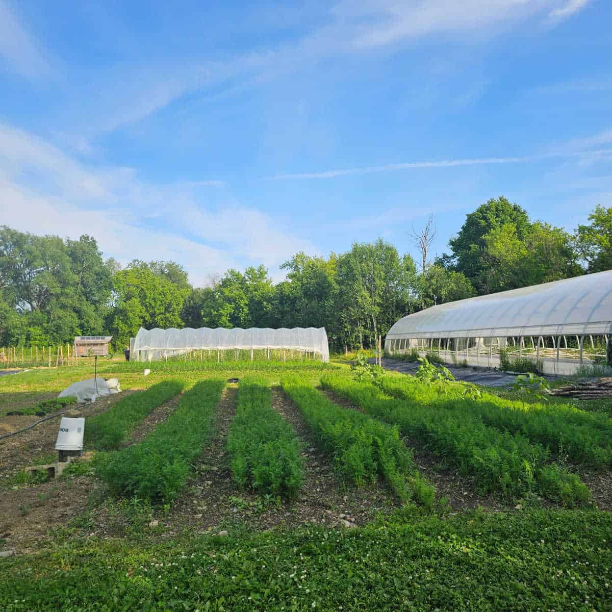 Gardens and greenhouses with lush green plants on a blue sky day at Espace Old Mill