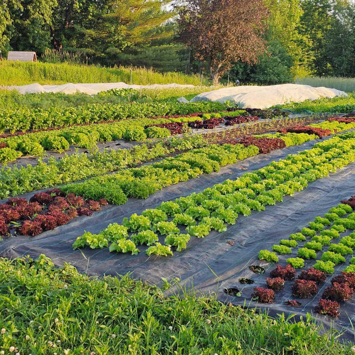 rows of vegetables in a garden at Les Cocagnes in Frelighsburg