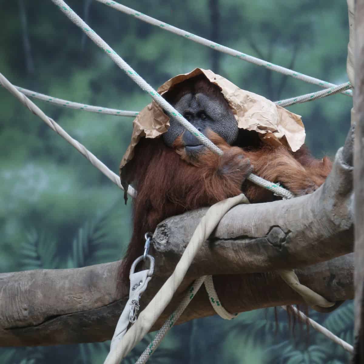 Orangutan on a branch with a bag over its head.