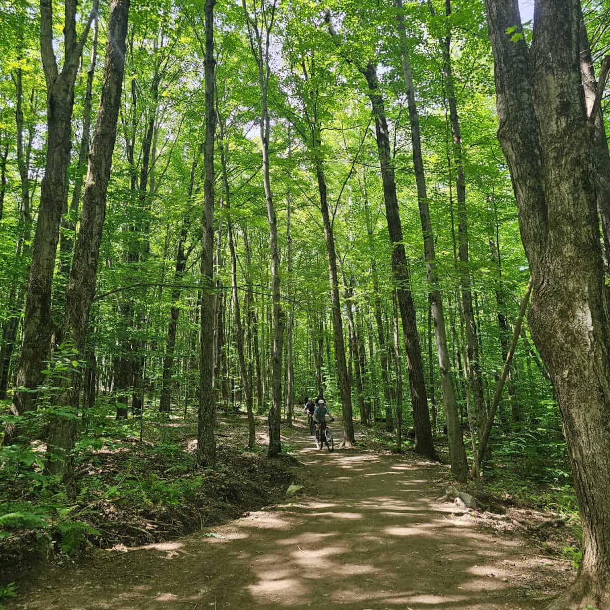 Wooded area with a dirt trail, two mountain bikers coming down the trail at Parc Des Sommets